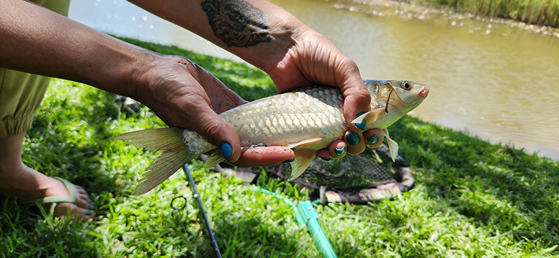 Small lowveld largescale yellowfish caught at Aloe Rock Lodge