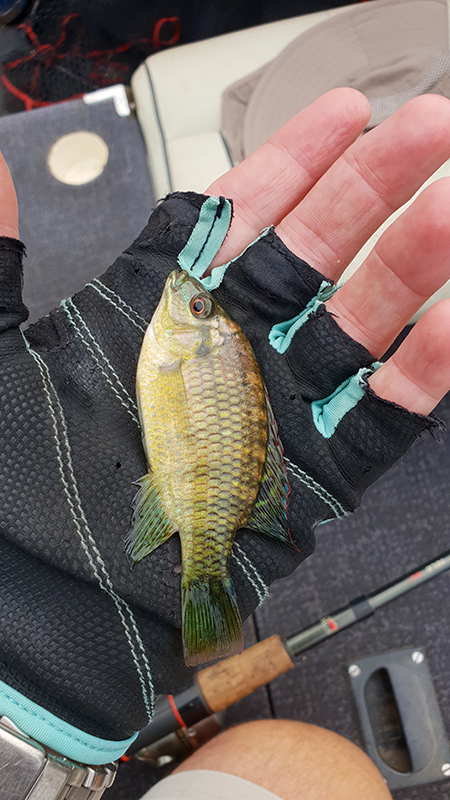 Vlei kurper on Martin's hand