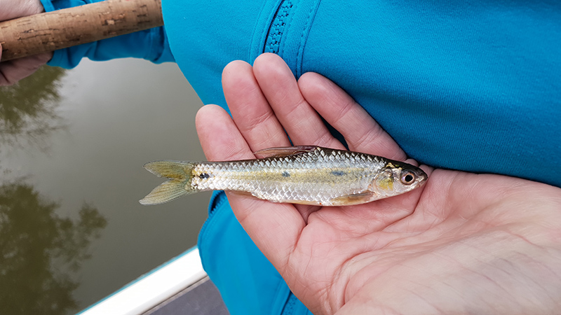 Three-spot ghielemientjie caught on a very small hook