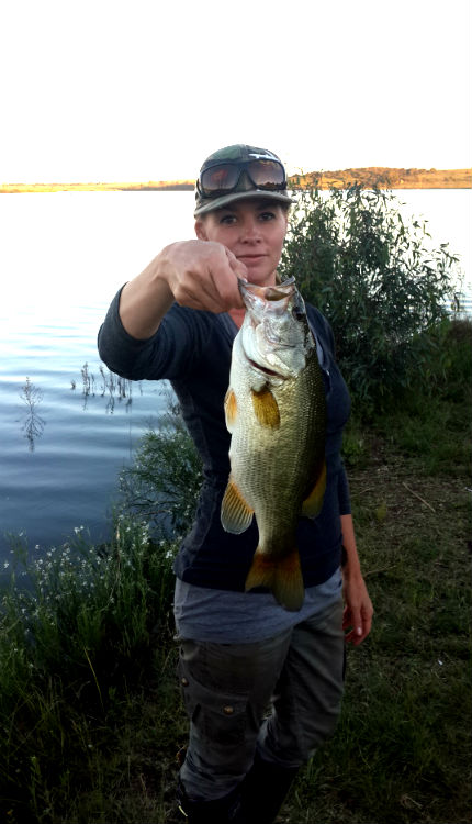 bass6