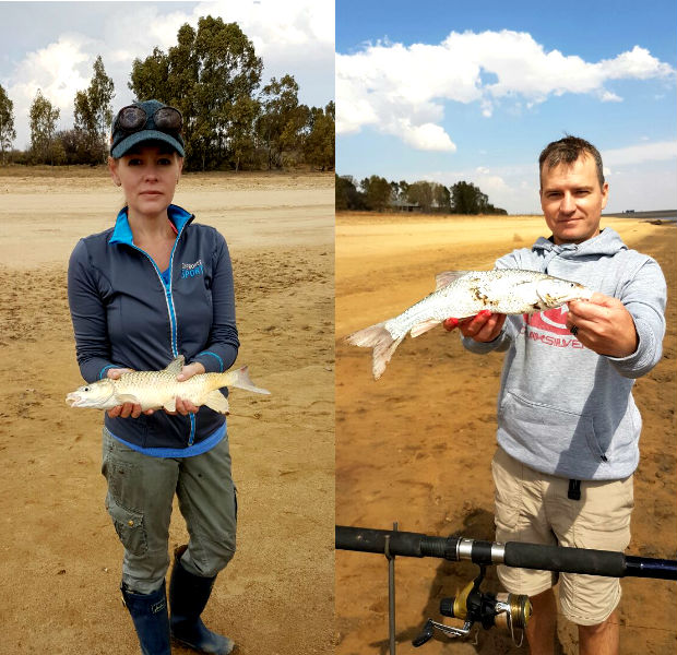 The yellowfish were hungry