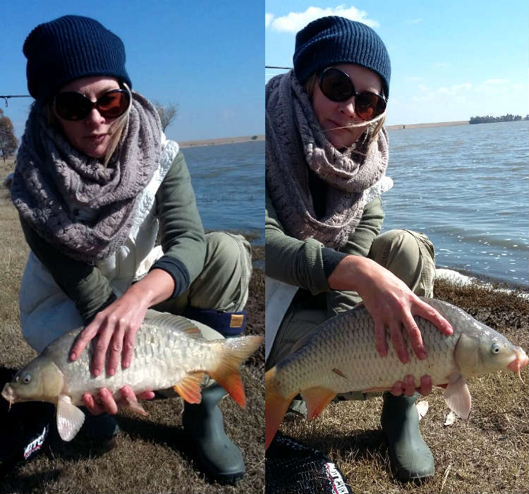 Common and mirror carps a plenty