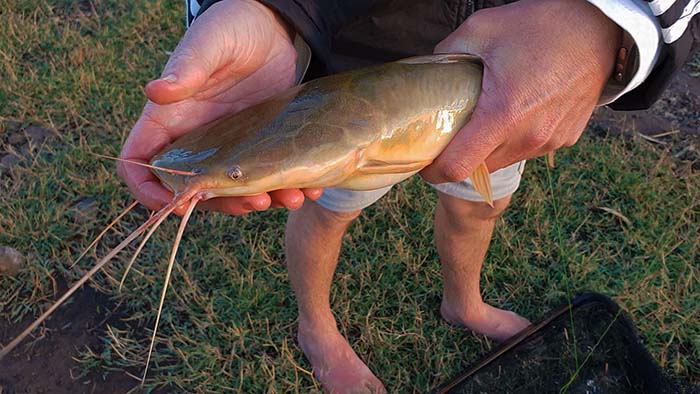 The first day was very slow, Martin managed to catch one baby barbel at Chelmsford Dam, KwaZulu-Natal