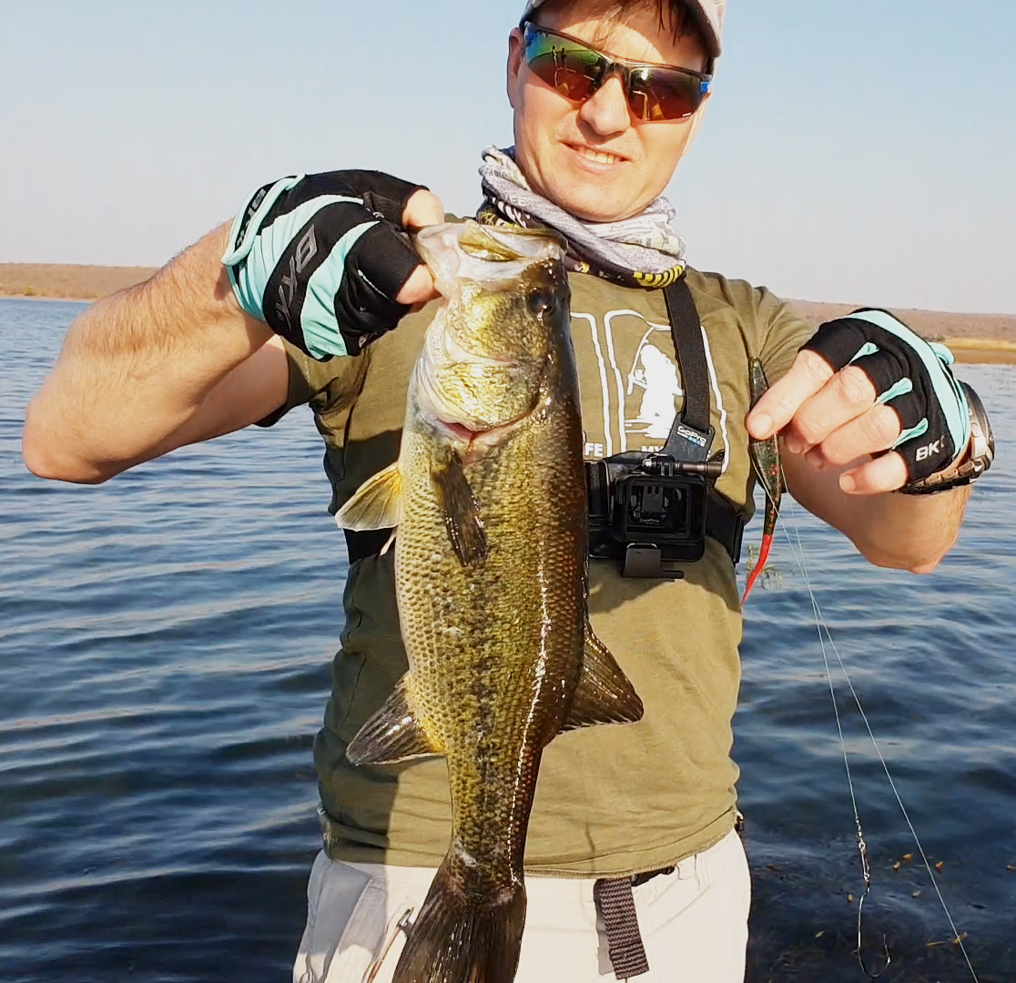 This bass took the fluke topwater