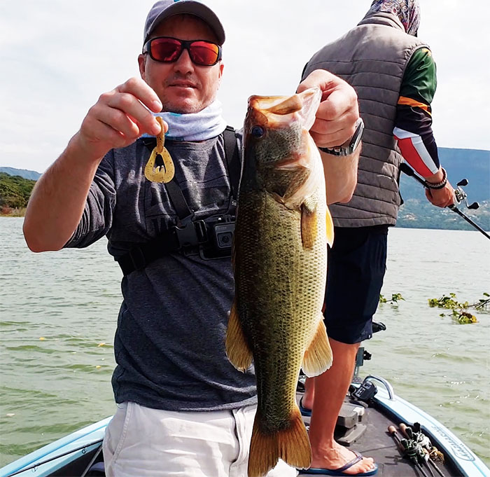 Inanda dam martin twin tail