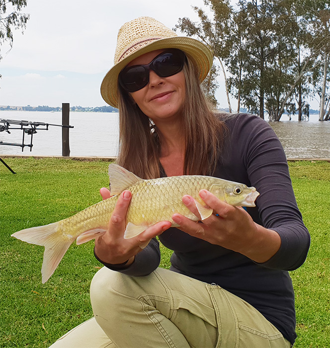 Van der walts vaal dam linky yellow fish small