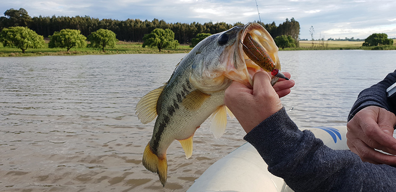 Willow tree cottage boat bass 6