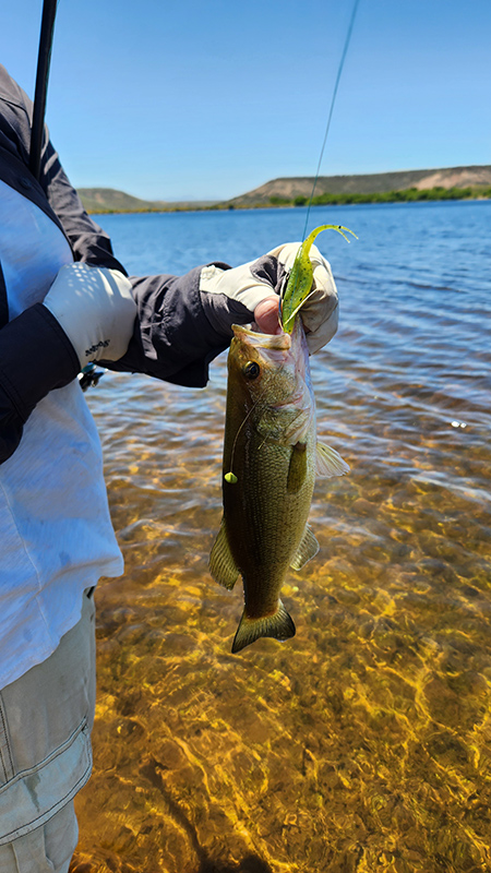Great escape oudtshoorn big dam small bass