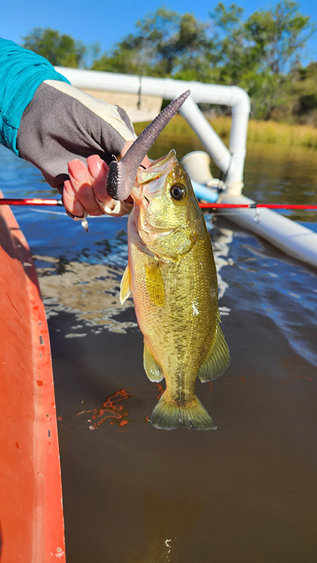 Great escape oudtshoorn house another small bass