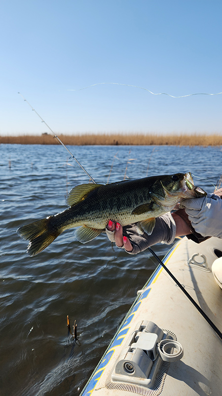 Klerkskraal dam bass in the wind