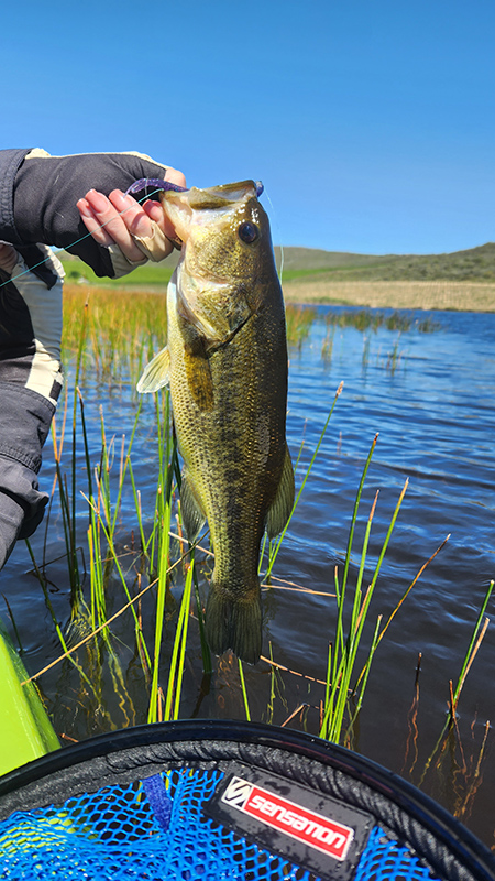 Plaas wegbreek bass