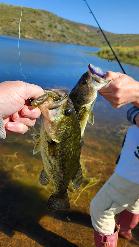 Plaas wegbreek big dam double bass catch