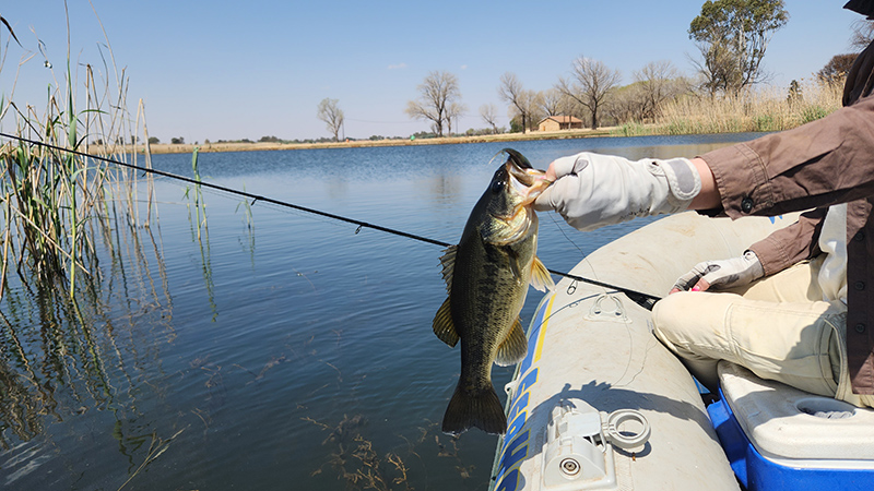 Potch dam bass