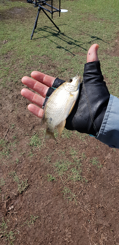 A small kurper caught at Marulani, Loskop Dam