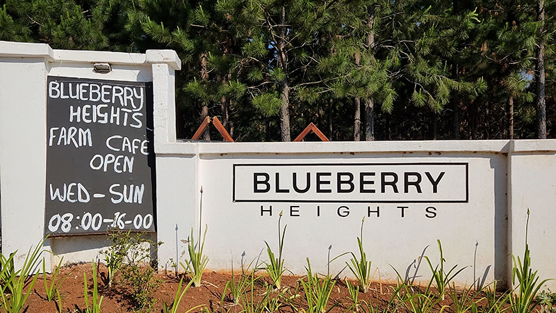 Blueberry Heights cafe in Magoebaskloof