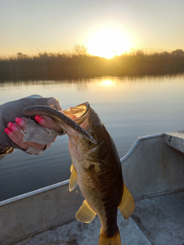 Catching a small bass at Twitcher's Eden during sunset