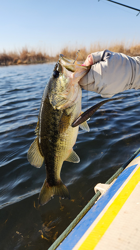 Nice bass caught at Klerkskraal Dam, near Ventersdorp