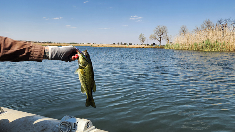 Nice bass caught on a fluke at Potch Dam, Potchefstroom