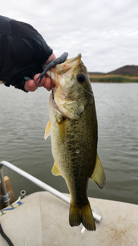 A bass caught at Donkerpoort Dam