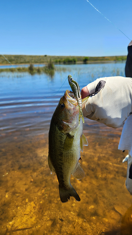A bass caught from the bank of the second dam