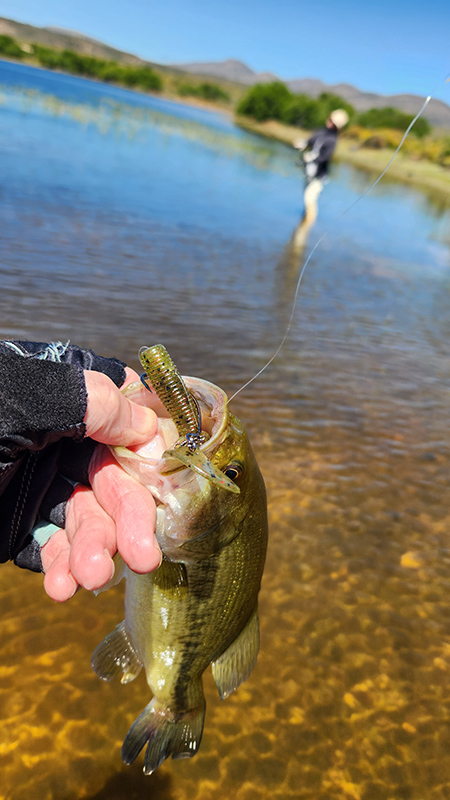 Bank fishing on the second dam at The Great Escape