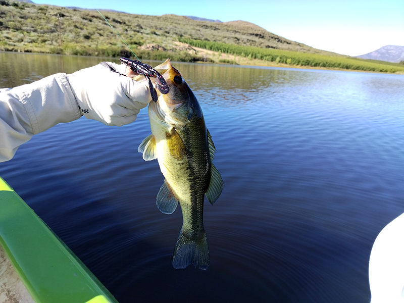Another smallmouth bass caught at Plaas Wegbreek, Barrydale