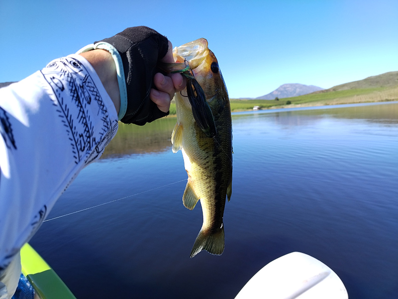 Bass caught on a fluke lure at the Damhuis dam