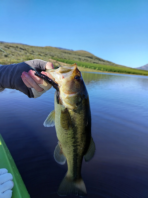 Angler landing a smallmouth bass at Plaas Wegbreek dam