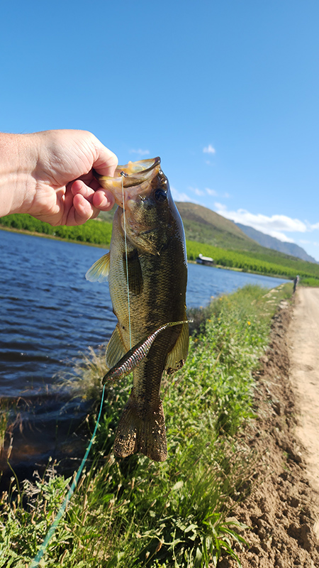 Small bass caught from the Damhuis jetty
