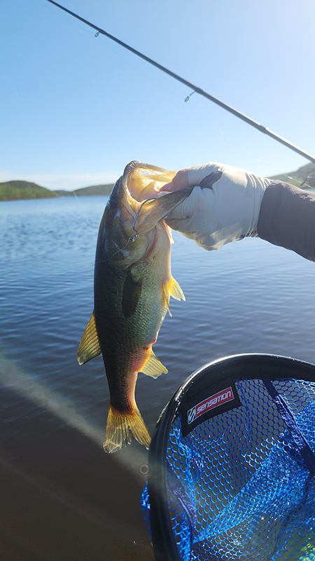 Small bass caught in numbers at the farm dam