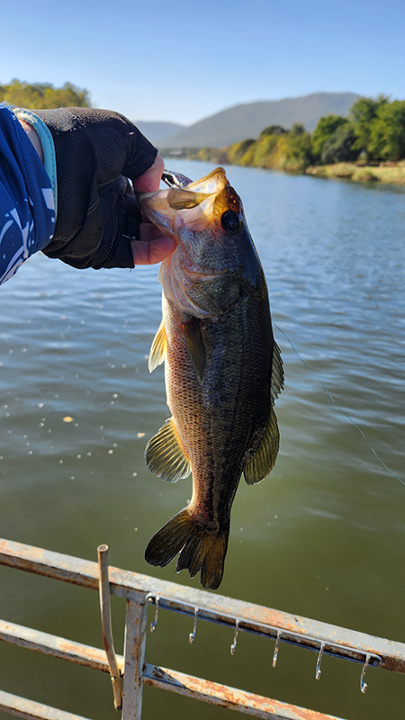 Bass caught on the Olifants River at Aqua Diqua