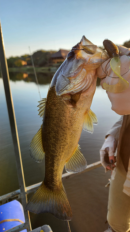 Bass caught on the Olifants River at Aqua Diqua