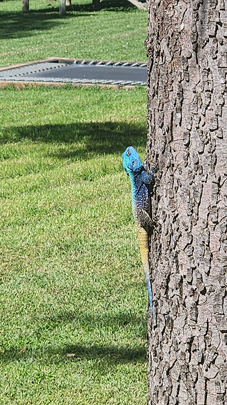 Lizard spotted at Waterberg Farmstay