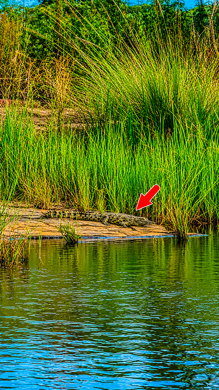 Small crocodile we spotted while fishing at Groendraai