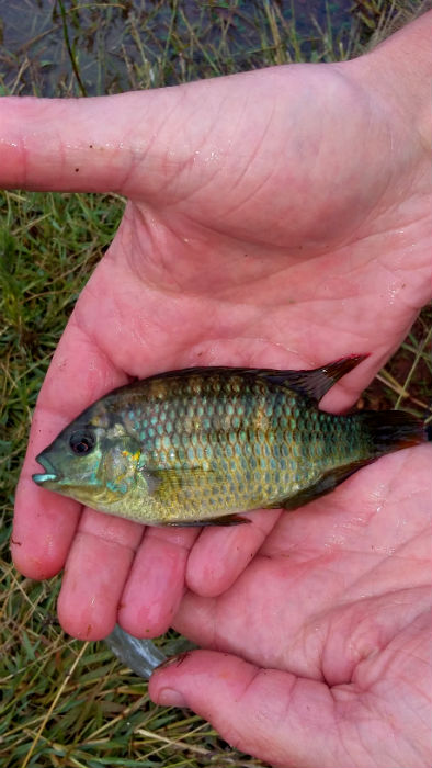 Vlei kurper caught at Baja Dam, Bronkhorstspruit Dam