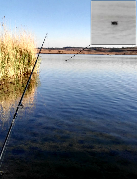 Hippo near the island spot at Rietvlei Dam, not much deeper than our normal wading depth