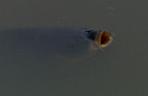 Carp gulping for air at the surface