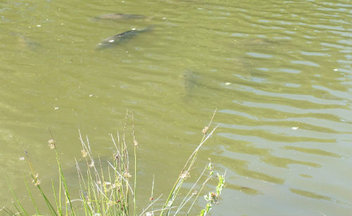 Carp lazily resting just under the surface