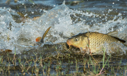 Carp thrashing and milling among grass beds