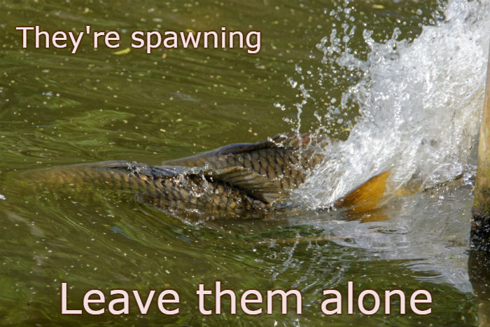 Carp spawning among grass beds — best left alone