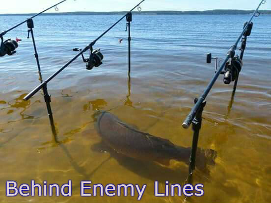 Carp swimming between fishing rods