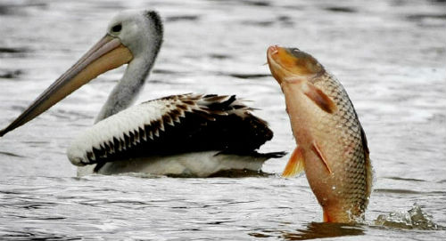 Carp jumping and flopping on its side