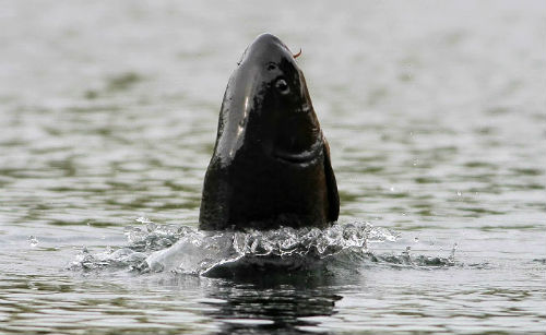 Carp head and shouldering at the surface