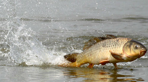 Carp porpoising, dolphin-style, at the surface