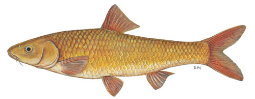 Berg/Breede river whitefish (Barbus andrewi)