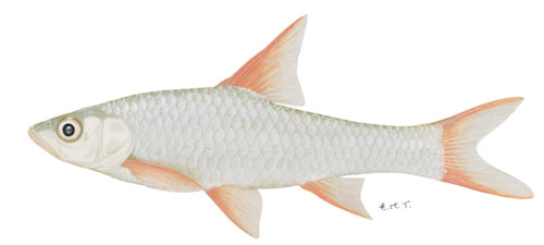 Bushveld papermouth (Barbus rapax)