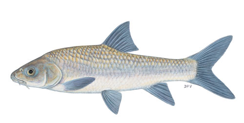 Bushveld smallscale yellowfish (Labeobarbus polylepis)