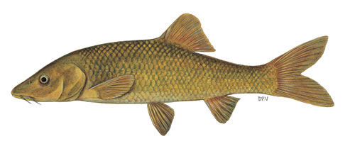 Clanwilliam sawfin (Barbus serra)