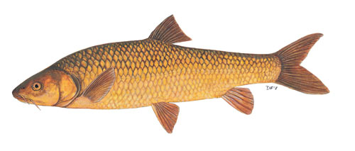 Clanwilliam yellowfish (Labeobarbus capensis)