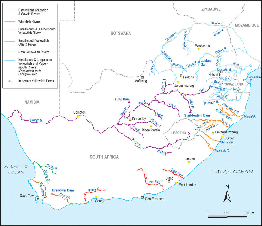 Distribution of yellowfish species across South Africa